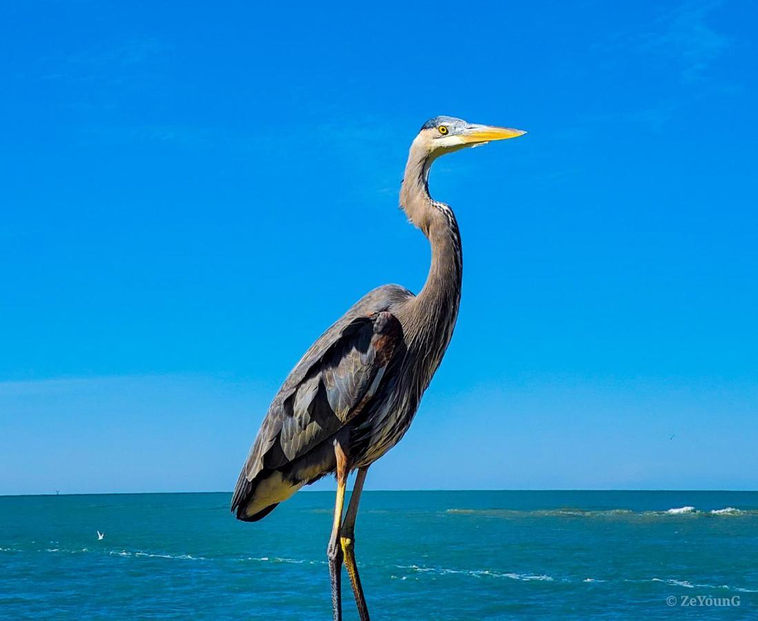 Affordable Beach Condos - One Bedroom Dlx Condos St. Pete Beach Zewnętrze zdjęcie